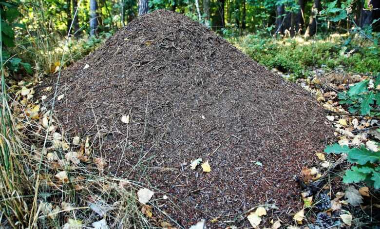 anthill, ants, forest, in the forest, insect, crawling, nature, needles, ant dwelling, anthill, anthill, anthill, anthill, anthill, ants, ants, ants