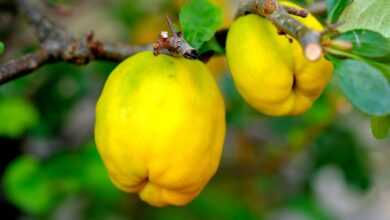 ornamental quince, fruit, shrub, nature, garden, plant, close up, summer, unripe fruit, grow, botany, ornamental, yellow, sprout, growth, flora, bloom, green stuff, picturesque, splendor, decorative, hue, powerful, radiant, splendid, shining, quince, small, quince, quince, quince, quince, quince
