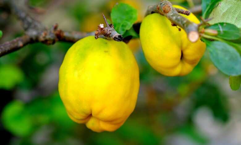 ornamental quince, fruit, shrub, nature, garden, plant, close up, summer, unripe fruit, grow, botany, ornamental, yellow, sprout, growth, flora, bloom, green stuff, picturesque, splendor, decorative, hue, powerful, radiant, splendid, shining, quince, small, quince, quince, quince, quince, quince