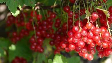 berries, berry, cranberry, fruit, ripe, healthy, red, nature, farm, cranberry, cranberry, cranberry, cranberry, cranberry