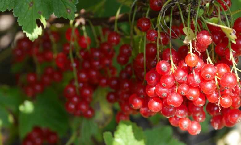 berries, berry, cranberry, fruit, ripe, healthy, red, nature, farm, cranberry, cranberry, cranberry, cranberry, cranberry