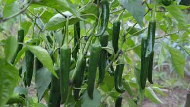green pepper, vegetables, dishes, chili peppers, food, freshness, green pepper, green pepper, green pepper, green pepper, green pepper