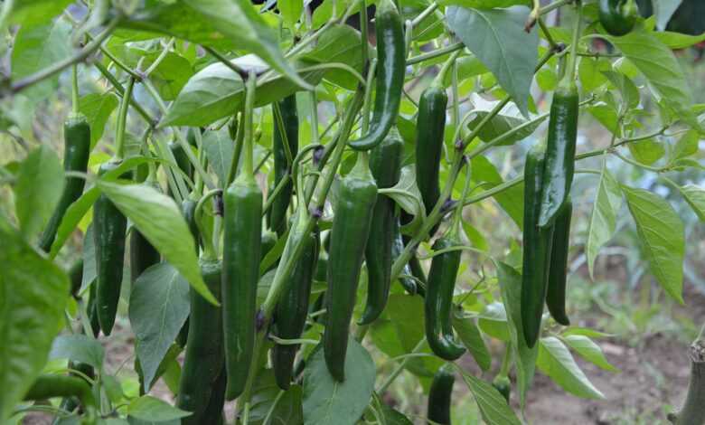green pepper, vegetables, dishes, chili peppers, food, freshness, green pepper, green pepper, green pepper, green pepper, green pepper