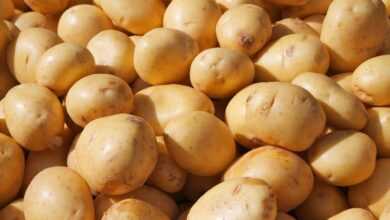potato, coarse cereals, grains, food, from china, potato, potato, potato, potato, potato