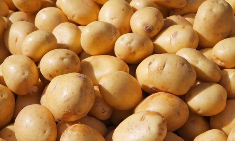 potato, coarse cereals, grains, food, from china, potato, potato, potato, potato, potato