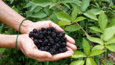 blackberry, berries, black, leaf, nature, flora, agriculture, fruit, hands, blackberry, blackberry, blackberry, blackberry, blackberry