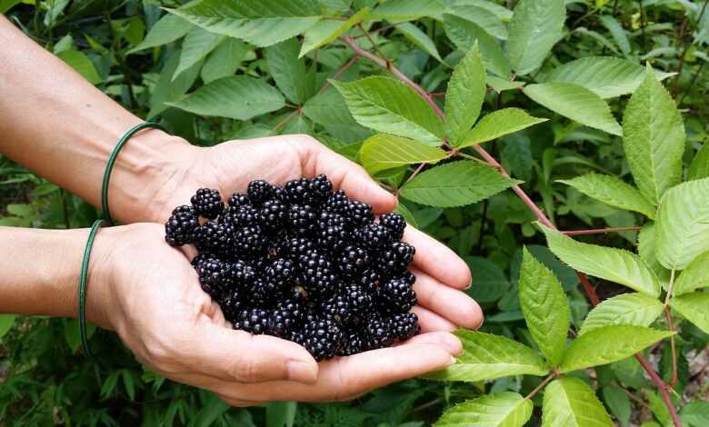 blackberry, berries, black, leaf, nature, flora, agriculture, fruit, hands, blackberry, blackberry, blackberry, blackberry, blackberry