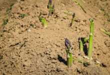 asparagus, vegetables, asparagus time, green asparagus, asparagus field, food, healthy, asparagus head, vitamins