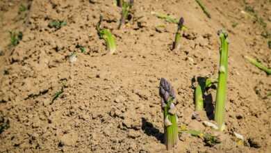 asparagus, vegetables, asparagus time, green asparagus, asparagus field, food, healthy, asparagus head, vitamins
