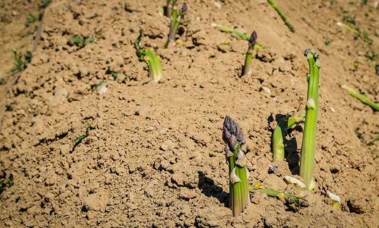 asparagus, vegetables, asparagus time, green asparagus, asparagus field, food, healthy, asparagus head, vitamins