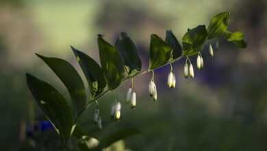 solomon's seal, olygonatum odoratum, forest plant, real solomon's seal, wild, wildflower, fragrant weisswurz, solomon's seal, solomon's seal, solomon's seal, solomon's seal, solomon's seal, wildflower, wildflower