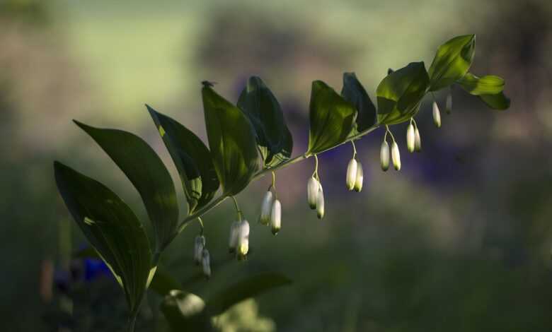 solomon's seal, olygonatum odoratum, forest plant, real solomon's seal, wild, wildflower, fragrant weisswurz, solomon's seal, solomon's seal, solomon's seal, solomon's seal, solomon's seal, wildflower, wildflower