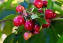 cherries, sweet cherries, fruit, fruit tree, yummy, cute, healthy, tree, heart cherries, red, fruity, summer, nature, cherries, cherries, cherries, cherries, cherries, nature