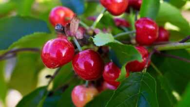 cherries, sweet cherries, fruit, fruit tree, yummy, cute, healthy, tree, heart cherries, red, fruity, summer, nature, cherries, cherries, cherries, cherries, cherries, nature