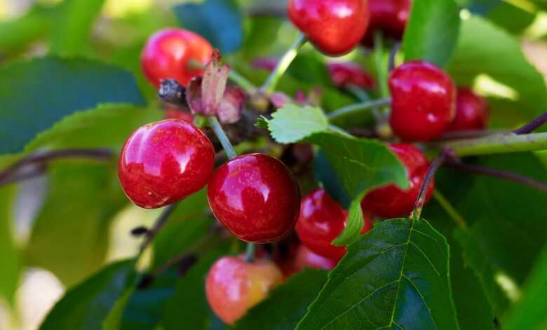 cherries, sweet cherries, fruit, fruit tree, yummy, cute, healthy, tree, heart cherries, red, fruity, summer, nature, cherries, cherries, cherries, cherries, cherries, nature