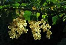 white currant, fruits, branch, currant, ribes, berries, white fruits, leaves, shrub, plant, edible, organic, nature, closeup, white currant, white currant, fruits, fruits, fruits, currant, berries, berries, berries, berries, berries, leaves, leaves, shrub, organic, organic, organic, organic