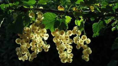 white currant, fruits, branch, currant, ribes, berries, white fruits, leaves, shrub, plant, edible, organic, nature, closeup, white currant, white currant, fruits, fruits, fruits, currant, berries, berries, berries, berries, berries, leaves, leaves, shrub, organic, organic, organic, organic