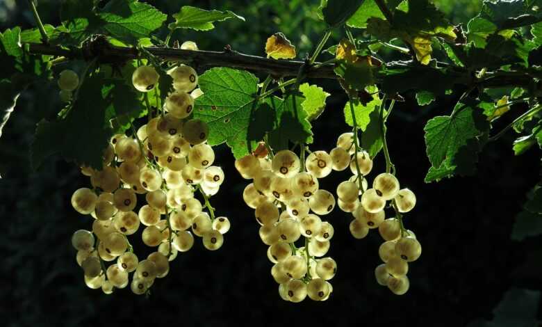 white currant, fruits, branch, currant, ribes, berries, white fruits, leaves, shrub, plant, edible, organic, nature, closeup, white currant, white currant, fruits, fruits, fruits, currant, berries, berries, berries, berries, berries, leaves, leaves, shrub, organic, organic, organic, organic
