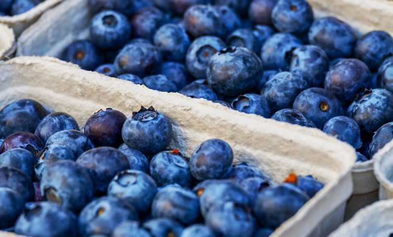 blueberries, berries, fruits, food, fresh, healthy, ripe, organic, sweet, produce, green grapes, harvest, vitamins, blueberries, blueberries, blueberries, blueberries, blueberries