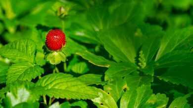 strawberry, wild strawberry, nature, berry, fruit, strawberry plant, red, vitamins, fresh, cute, summer, leaves, strawberry, strawberry, strawberry, strawberry, strawberry, strawberry plant