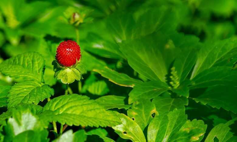 strawberry, wild strawberry, nature, berry, fruit, strawberry plant, red, vitamins, fresh, cute, summer, leaves, strawberry, strawberry, strawberry, strawberry, strawberry, strawberry plant