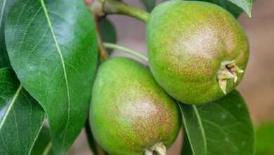 pear, fruit, fruit tree, food, meal, healthy, leaves, green, fresh, grow, growth, nature, garden, bio, plant, pear, pear, pear, pear, pear