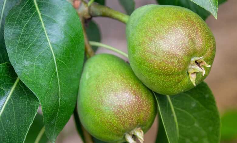 pear, fruit, fruit tree, food, meal, healthy, leaves, green, fresh, grow, growth, nature, garden, bio, plant, pear, pear, pear, pear, pear