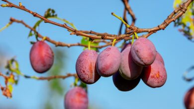 plums, fruits, plant, food, red fruits, branch, tree, plum tree, organic, orchard, nature, closeup, plums, plums, plums, plums, plums, plum tree, plum tree, plum tree, orchard