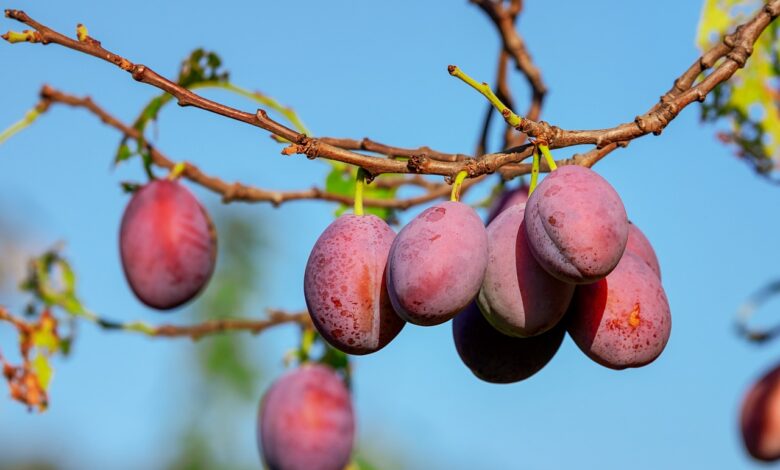 plums, fruits, plant, food, red fruits, branch, tree, plum tree, organic, orchard, nature, closeup, plums, plums, plums, plums, plums, plum tree, plum tree, plum tree, orchard