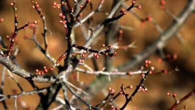 plum trees, plum, plum sprout, plum tree, plum blossom, plum blossoms, winter, spring, nature, tree, spring flowers, plant, sterile, twig, cold