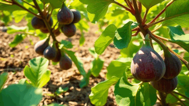 Покрокова інструкція вирощування інжиру