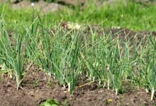 garlic, vegetable, vegetable garden, nature, bed, greens, harvest, seasoning, spicy, plant, flora, vegetables, land, garlic, garlic, garlic, garlic, garlic, vegetable garden