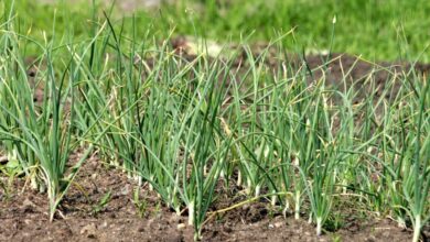 garlic, vegetable, vegetable garden, nature, bed, greens, harvest, seasoning, spicy, plant, flora, vegetables, land, garlic, garlic, garlic, garlic, garlic, vegetable garden