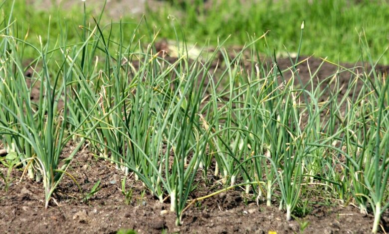garlic, vegetable, vegetable garden, nature, bed, greens, harvest, seasoning, spicy, plant, flora, vegetables, land, garlic, garlic, garlic, garlic, garlic, vegetable garden