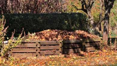 fall, meadow, leaves, nature, grass, tree, compost, autumn leaves, autumn color, foliage coloring, autumn mood, autumnal, colorful, october, compost, compost, compost, compost, compost