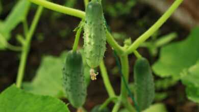 cucumbers, plant, nature, summer, garden, farm, herb, crop, agriculture, green, огурцы, зеленые огурцы, рассада, огурец, okurka, gurka, теплица, picture, gurka, gurka, gurka, gurka, gurka