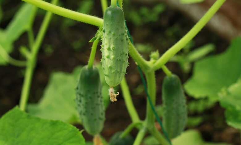 cucumbers, plant, nature, summer, garden, farm, herb, crop, agriculture, green, огурцы, зеленые огурцы, рассада, огурец, okurka, gurka, теплица, picture, gurka, gurka, gurka, gurka, gurka