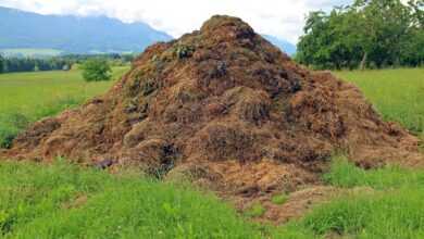 dung, compost heap, assembly point, damn, waste, farm yard, landscape, agriculture, dung, dung, dung, dung, dung, waste