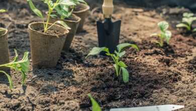 pepper, seedling, planting, garden, gardening, green, nature, drive, plants, spring, food, cultivation, seedling, seedling, seedling, seedling, seedling