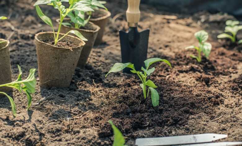 pepper, seedling, planting, garden, gardening, green, nature, drive, plants, spring, food, cultivation, seedling, seedling, seedling, seedling, seedling