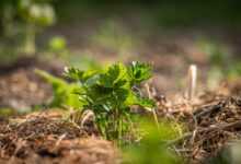 crop, celery, field, agriculture, nature, plant, backlighting, spring, mood, mulch, grow, celery, mulch, mulch, mulch, mulch, mulch