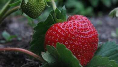 strawberry, elsanta, collecting nut fruit, ripe, red, green, fruit, food, bio, nourishment, tasty, strawberry, strawberry, strawberry, strawberry, strawberry