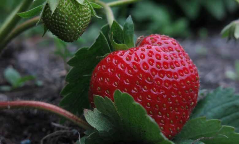strawberry, elsanta, collecting nut fruit, ripe, red, green, fruit, food, bio, nourishment, tasty, strawberry, strawberry, strawberry, strawberry, strawberry