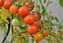 tomatoes, panicle tomato, vine tomatoes, tomato panicle, panicle, tomato tree, vegetables, healthy, vitamins, food, vegan, tomatoes, tomatoes, tomatoes, tomatoes, tomatoes, tomato tree, tomato tree, tomato tree, tomato tree