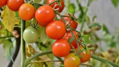 tomatoes, panicle tomato, vine tomatoes, tomato panicle, panicle, tomato tree, vegetables, healthy, vitamins, food, vegan, tomatoes, tomatoes, tomatoes, tomatoes, tomatoes, tomato tree, tomato tree, tomato tree, tomato tree