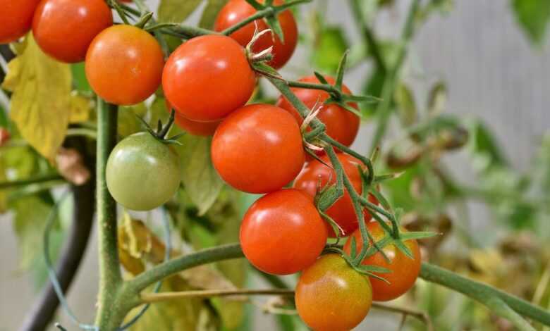 tomatoes, panicle tomato, vine tomatoes, tomato panicle, panicle, tomato tree, vegetables, healthy, vitamins, food, vegan, tomatoes, tomatoes, tomatoes, tomatoes, tomatoes, tomato tree, tomato tree, tomato tree, tomato tree