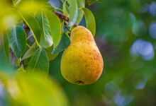 pear, fruit, healthy, fresh, yummy, meal, ripe, nourishment, juicy, nature, cute, pear tree, construction pole, leaves, pear, pear, pear, pear, pear, pear tree, pear tree, pear tree, pear tree, pear tree