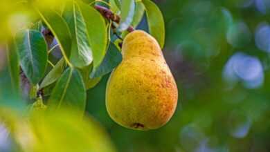 pear, fruit, healthy, fresh, yummy, meal, ripe, nourishment, juicy, nature, cute, pear tree, construction pole, leaves, pear, pear, pear, pear, pear, pear tree, pear tree, pear tree, pear tree, pear tree