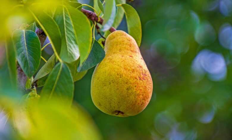pear, fruit, healthy, fresh, yummy, meal, ripe, nourishment, juicy, nature, cute, pear tree, construction pole, leaves, pear, pear, pear, pear, pear, pear tree, pear tree, pear tree, pear tree, pear tree
