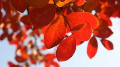 autumn, leaves, foliage, autumn leaves, autumn foliage, autumn colors, autumn season, fall foliage, fall leaves, fall colors, red foliage, red leaves, nature, autumn, autumn, autumn, autumn, autumn, leaves, leaves, autumn leaves, autumn leaves, fall leaves, fall leaves, red leaves